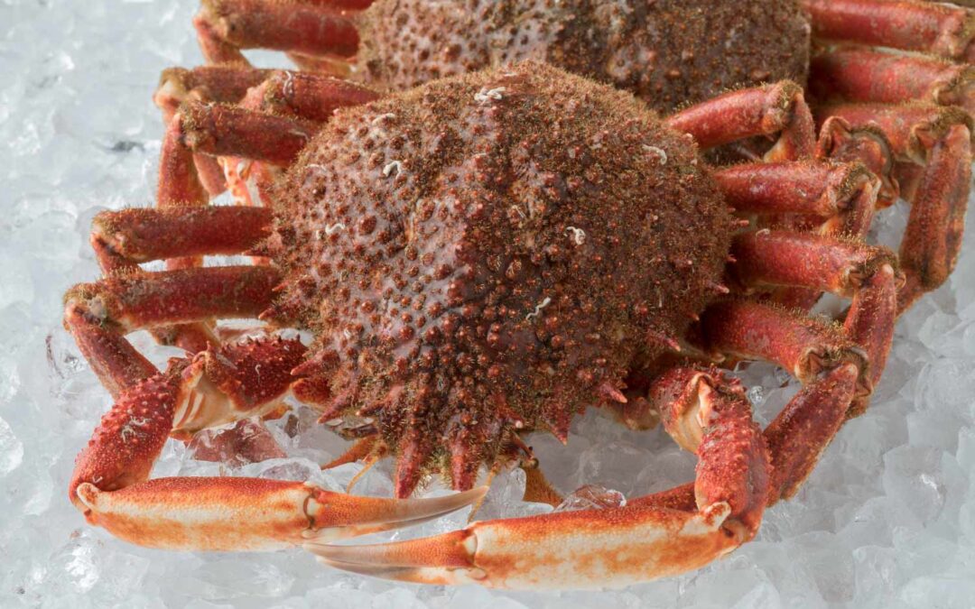 Explorando la gastronomía vasca.