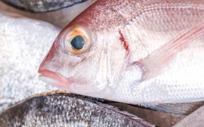 Ongi Etorri Bar: Cocina Vasca en Eibar